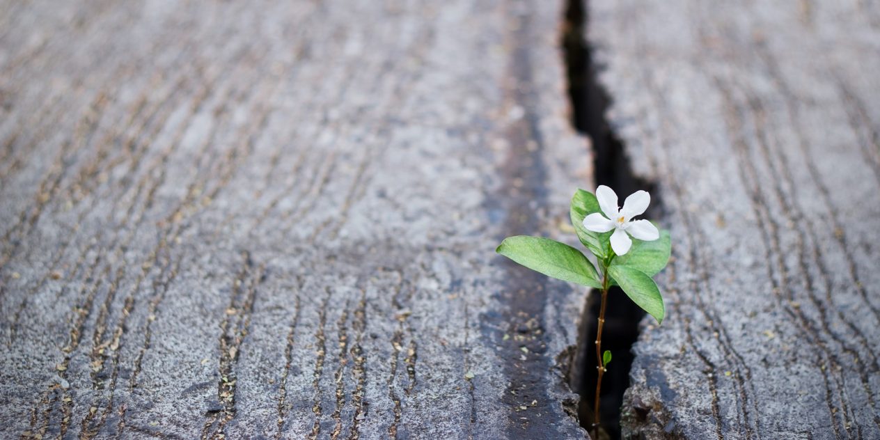 white flower blooming a wooden crack representing disability benefits